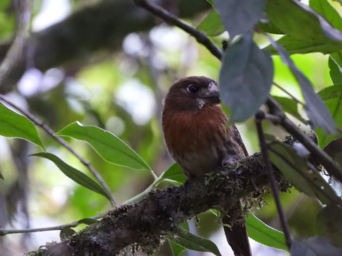 Moustached Puffbird - ML637393537
