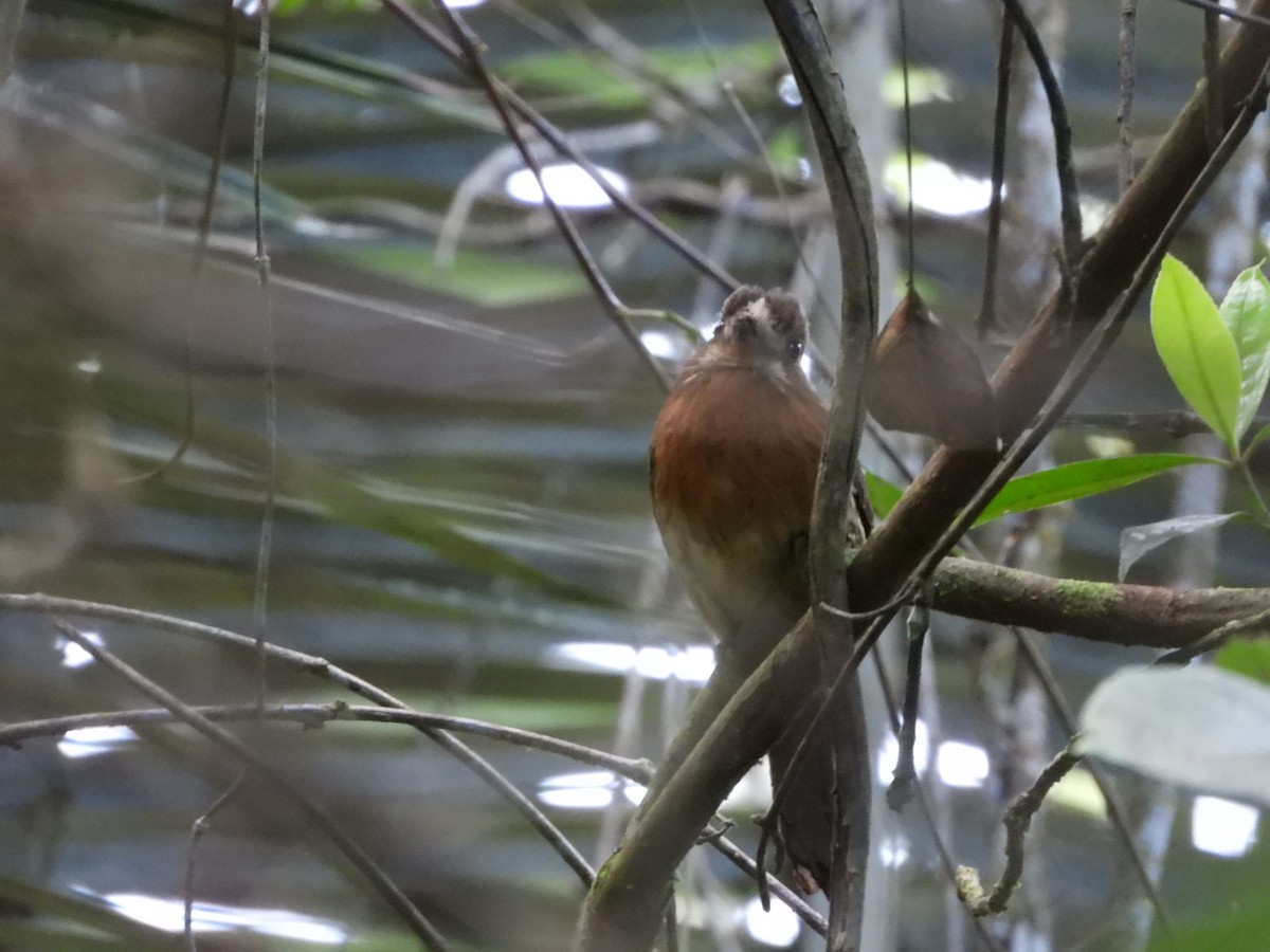 Moustached Puffbird - ML637393538