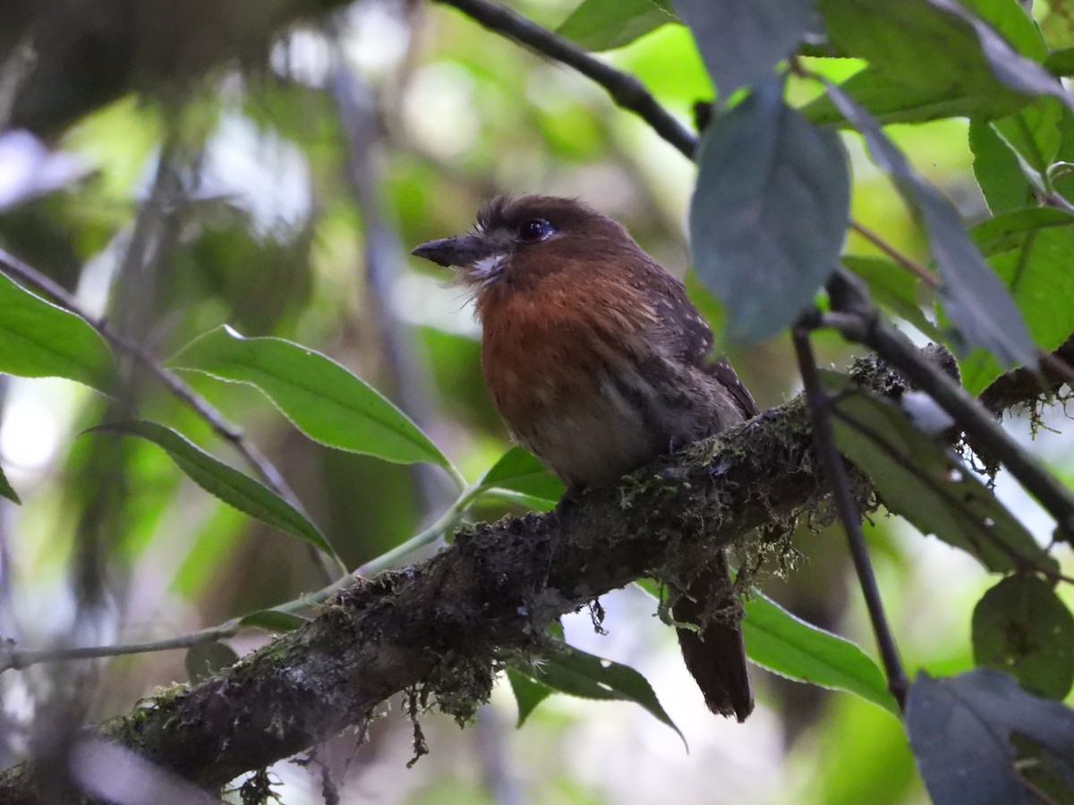 Moustached Puffbird - ML637393540