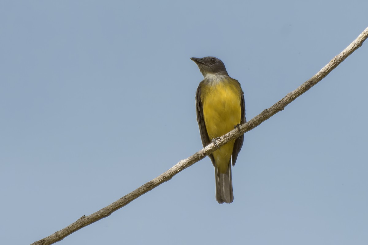 Sulphury Flycatcher - ML637393544
