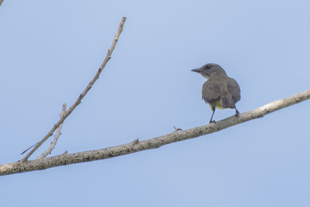 Sulphury Flycatcher - ML637393545