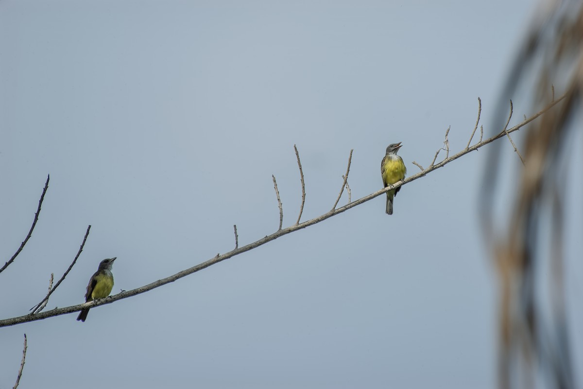 Sulphury Flycatcher - ML637393546