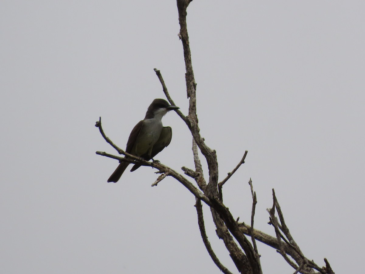 Thick-billed Kingbird - ML637393549