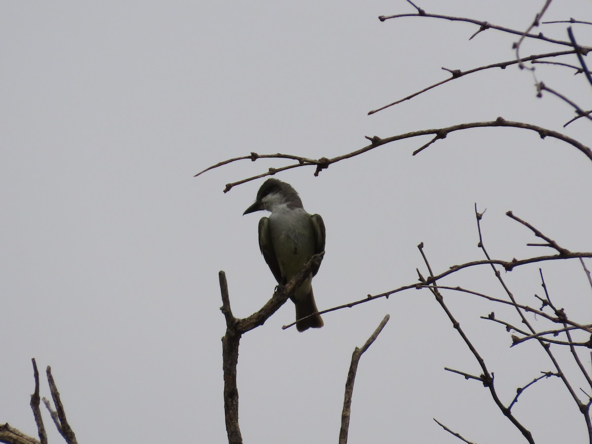 Thick-billed Kingbird - ML637393550