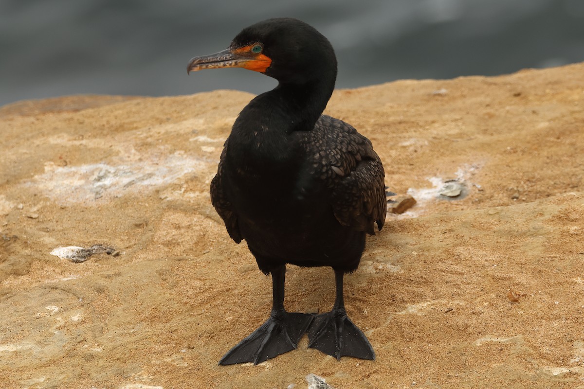 Double-crested Cormorant - ML637393577