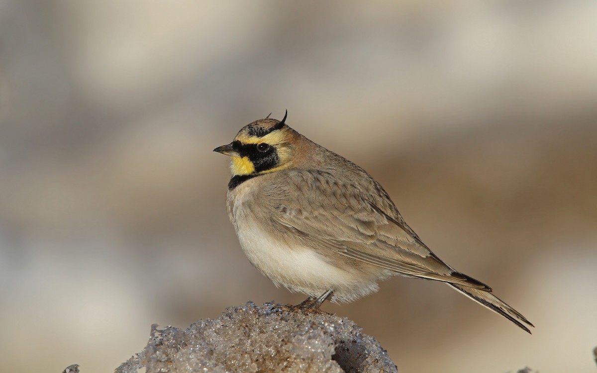 Horned Lark (Atlas) - Christoph Moning