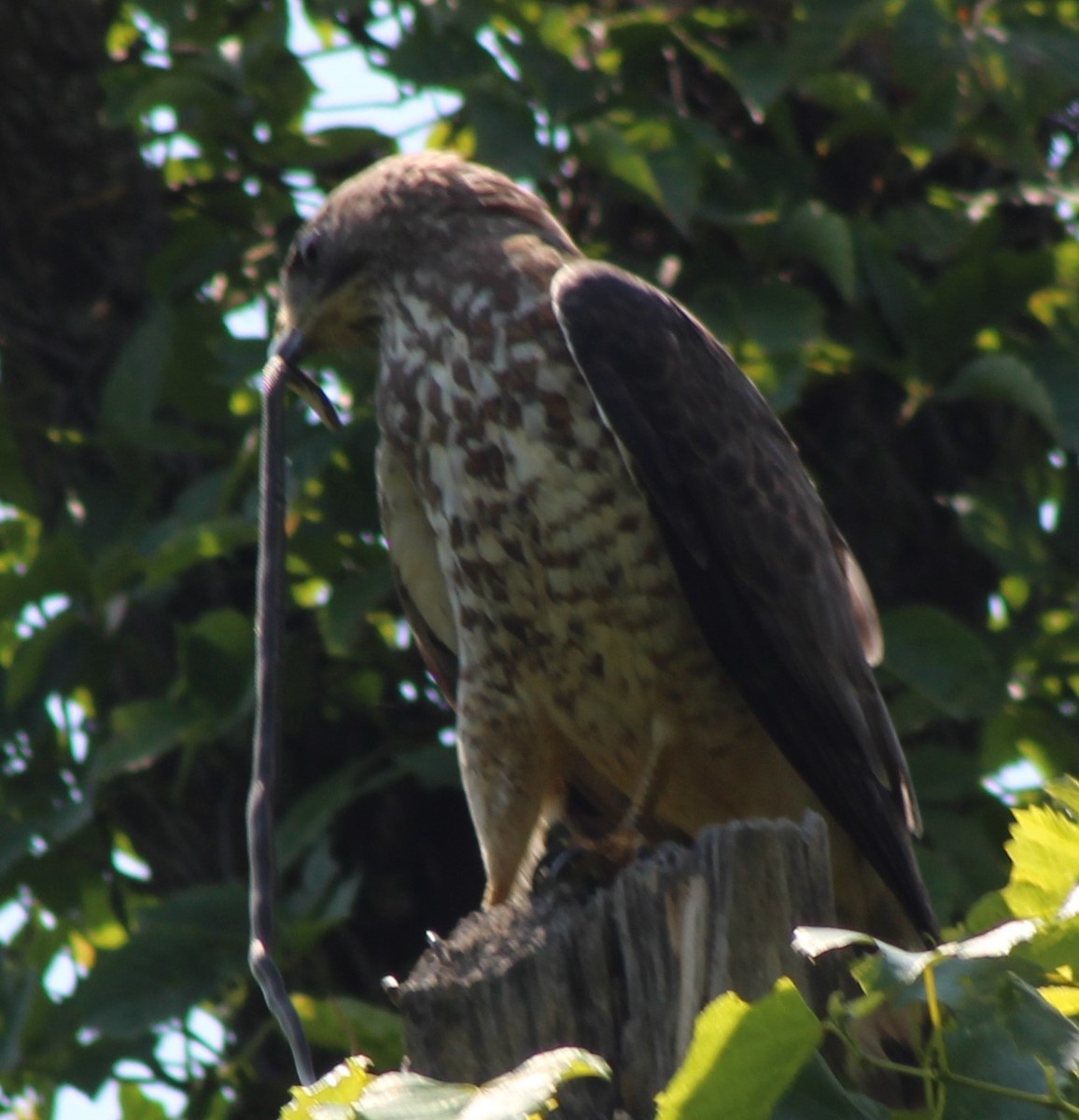 hawk sp. - ML637393625