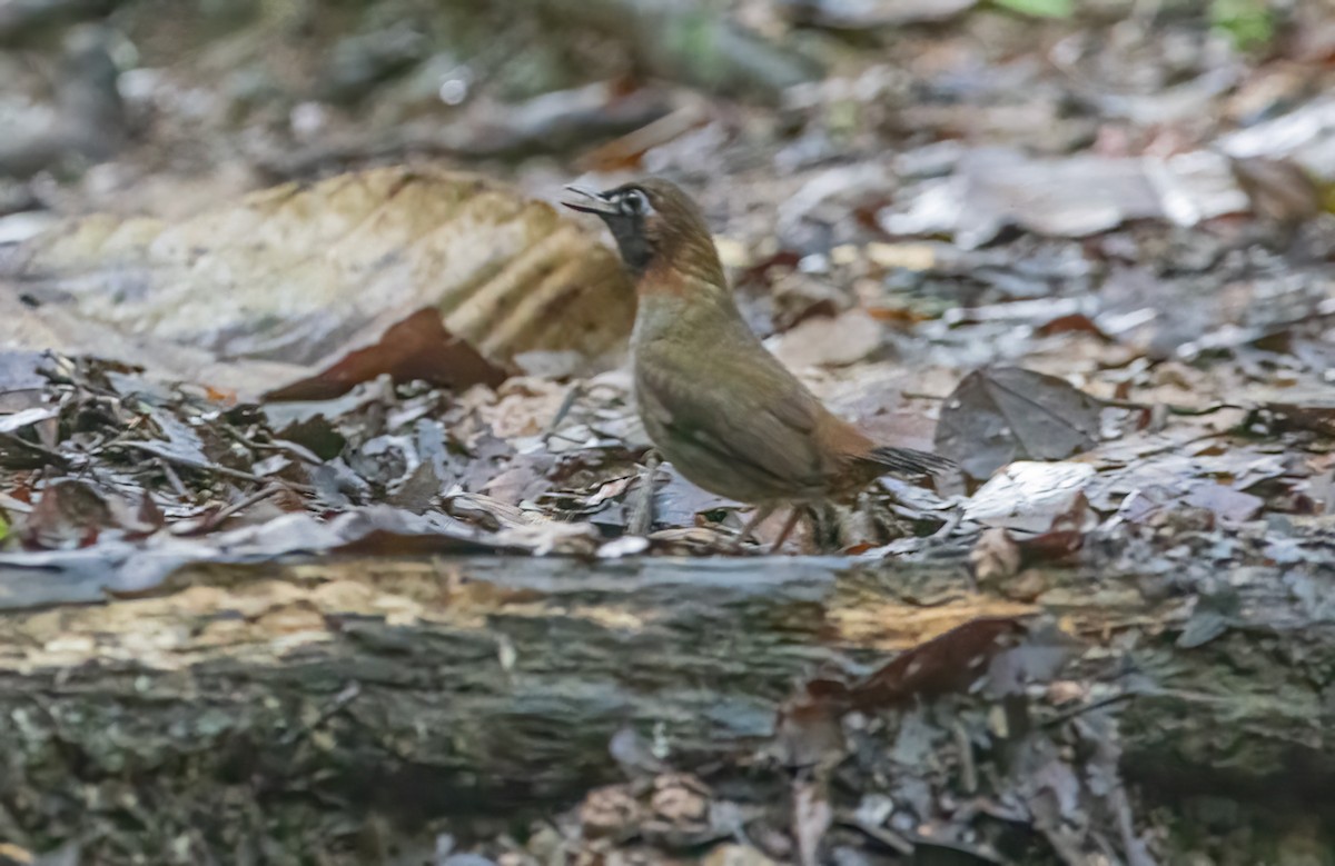 Mayan Antthrush - ML637393628