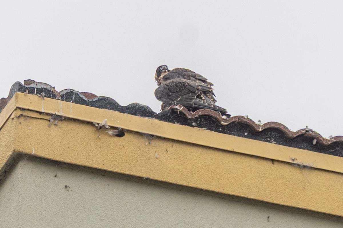 Peregrine Falcon (North American) - ML637393697