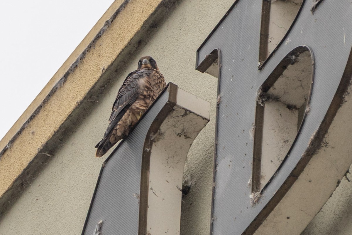 Peregrine Falcon (North American) - ML637393698
