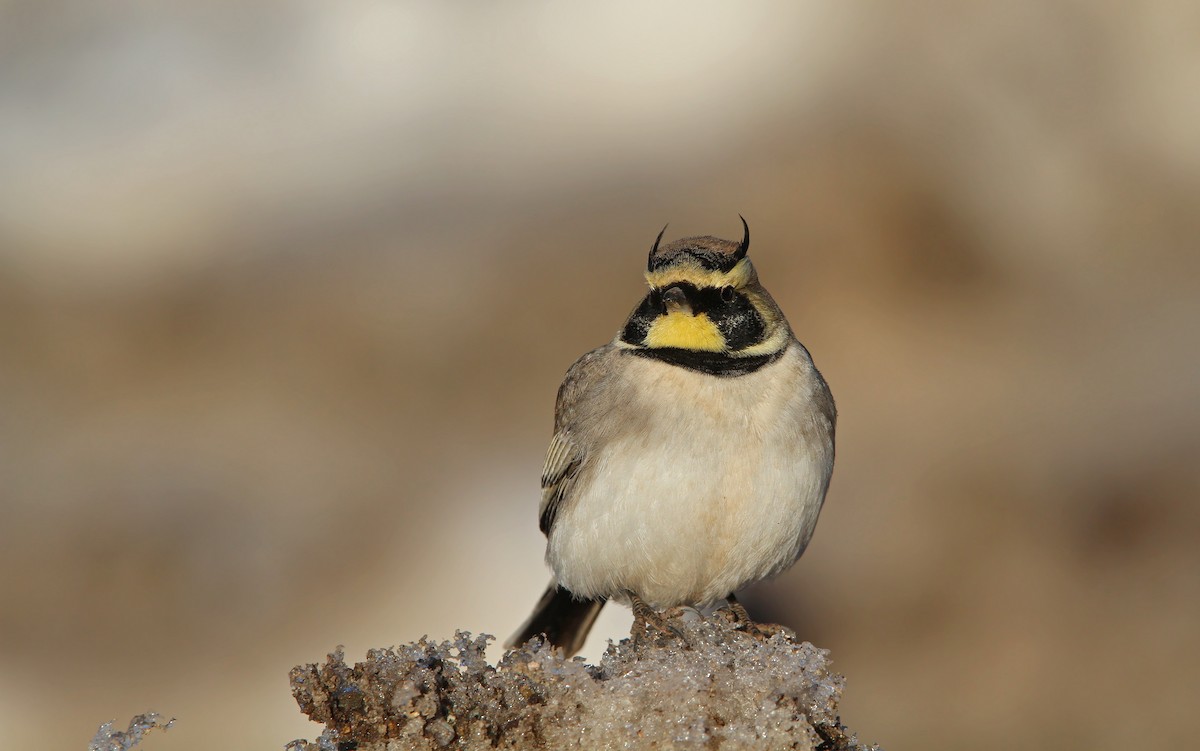 Horned Lark (Atlas) - Christoph Moning