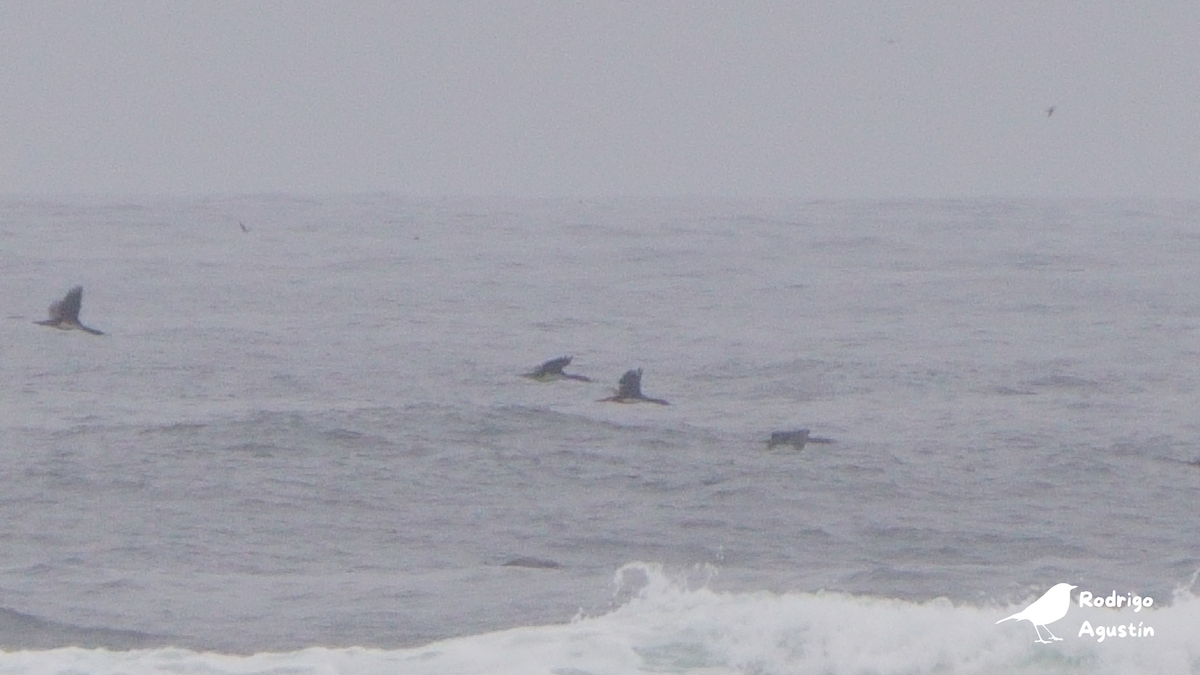 Guanay Cormorant - ML637393715