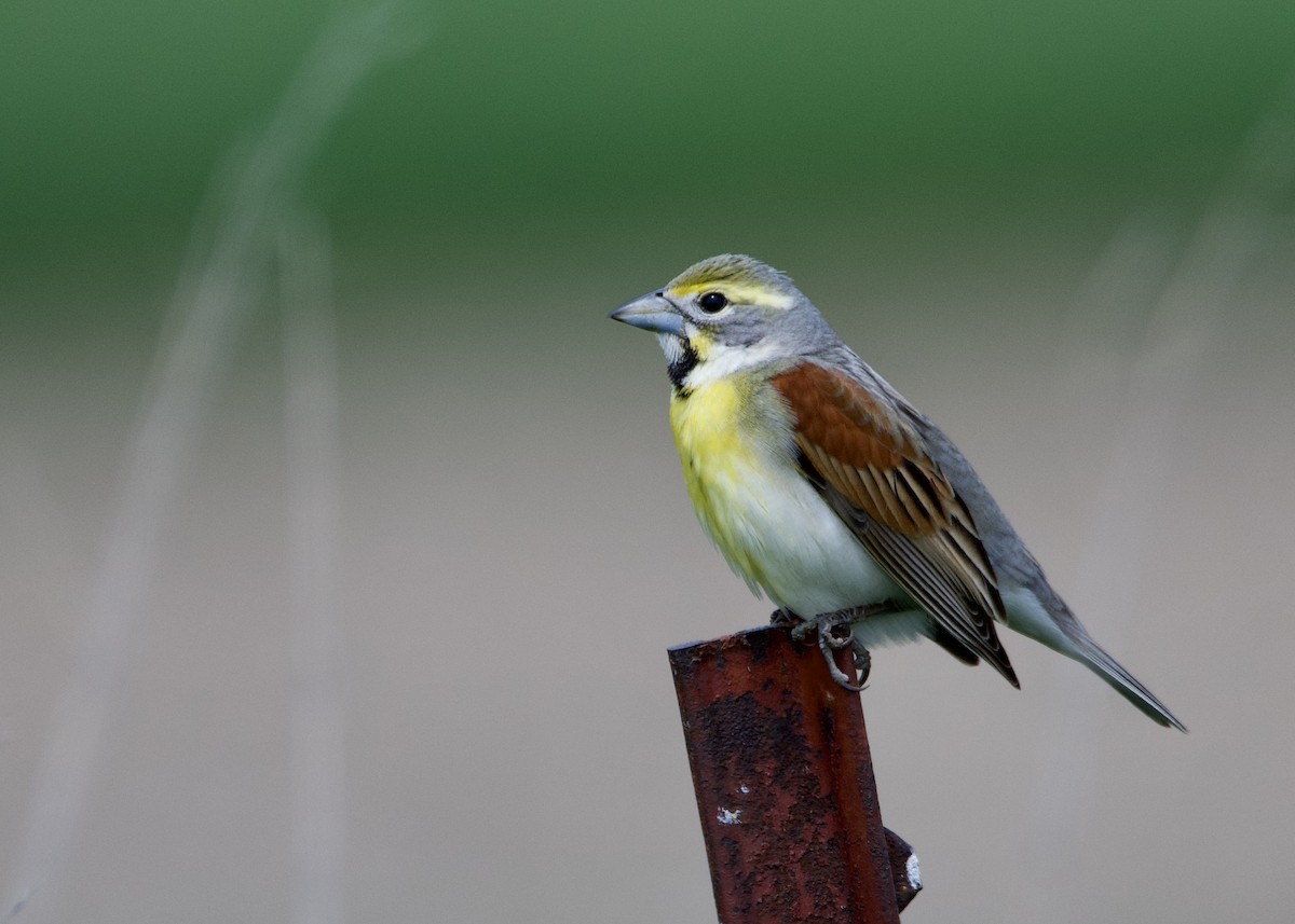 Rotschulterkardinal - ML637393732