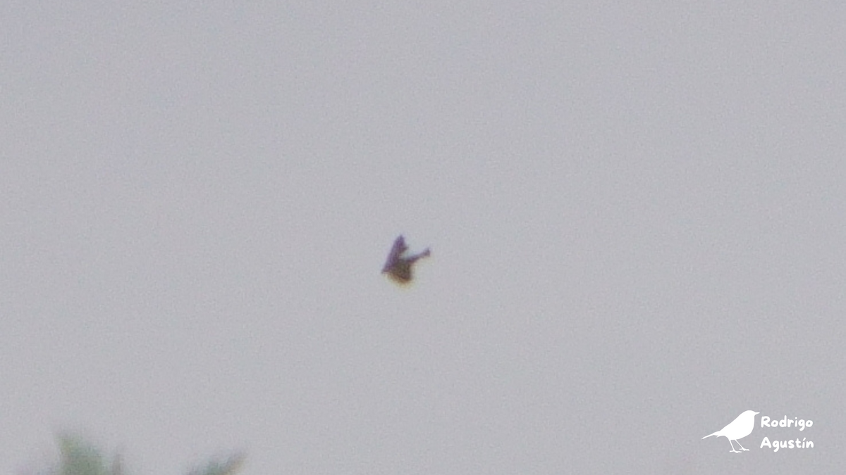 swallow sp. - ML637393754