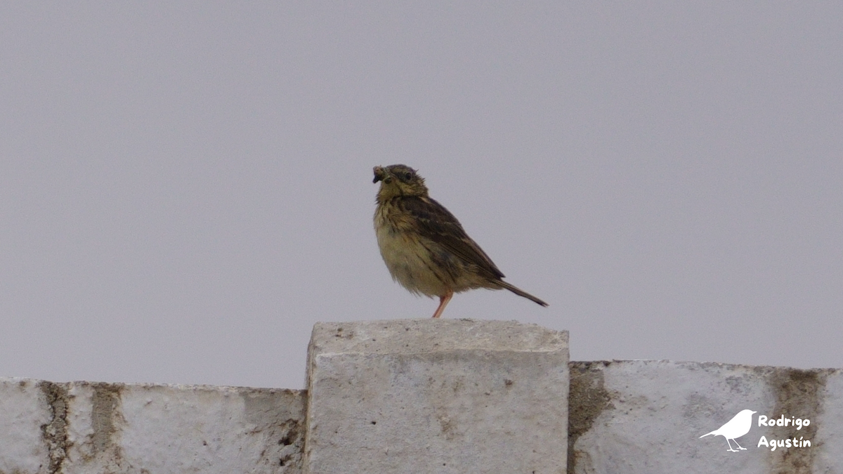 Peruvian Pipit - ML637393776
