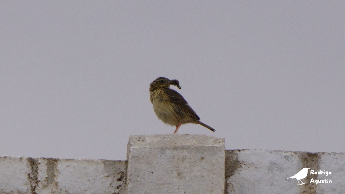 Peruvian Pipit - ML637393777