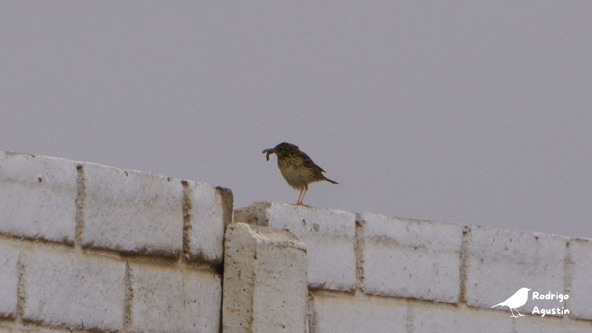 Peruvian Pipit - ML637393778