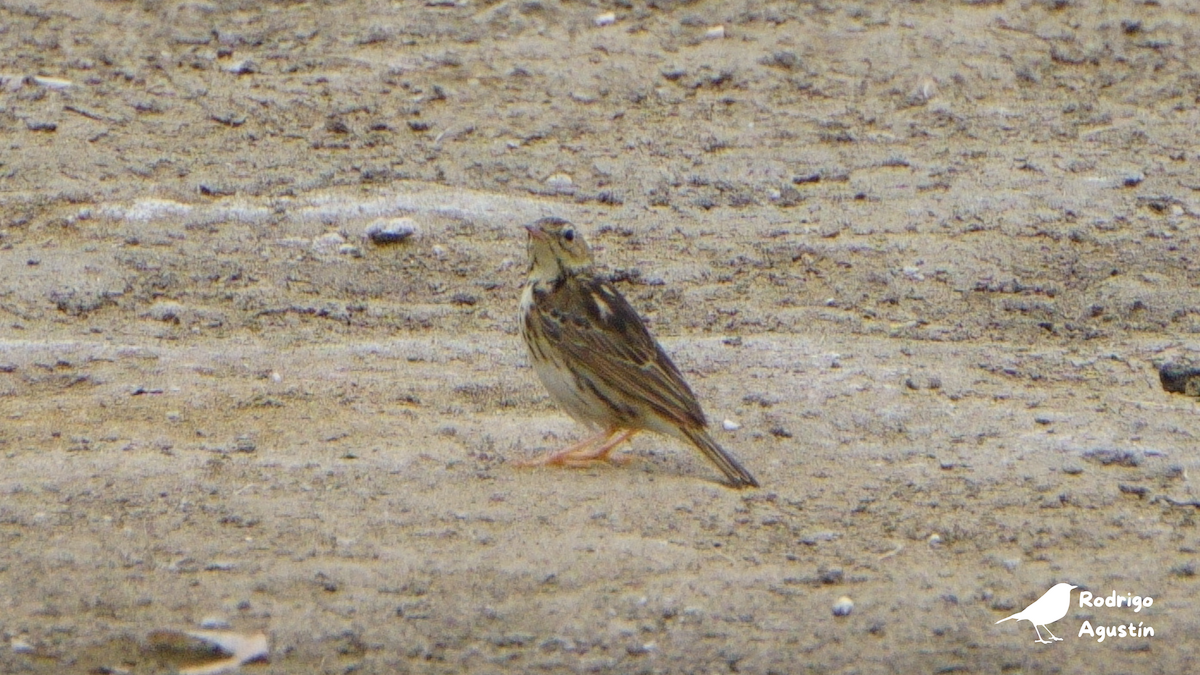 Peruvian Pipit - ML637393783