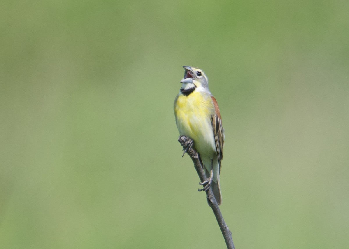 Rotschulterkardinal - ML637393834