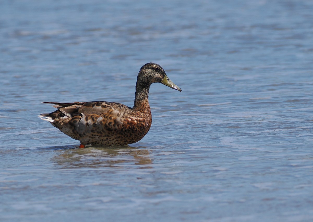 Mallard - ML637393881