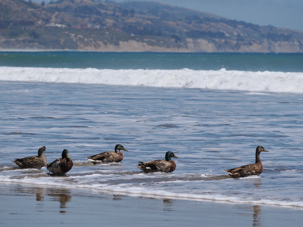 Mallard - ML637393884