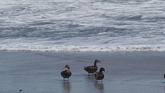 Mallard - ML637393893