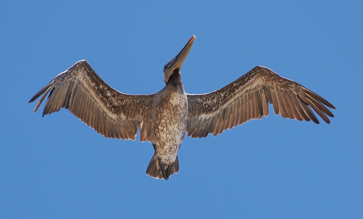 Brown Pelican - ML637393954