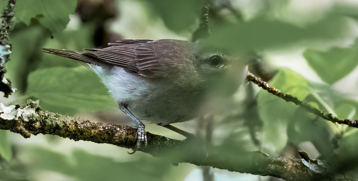 Western Warbling Vireo - ML637393957