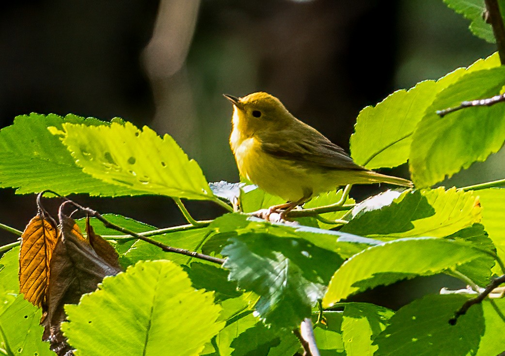 Northern Yellow Warbler - ML637393970