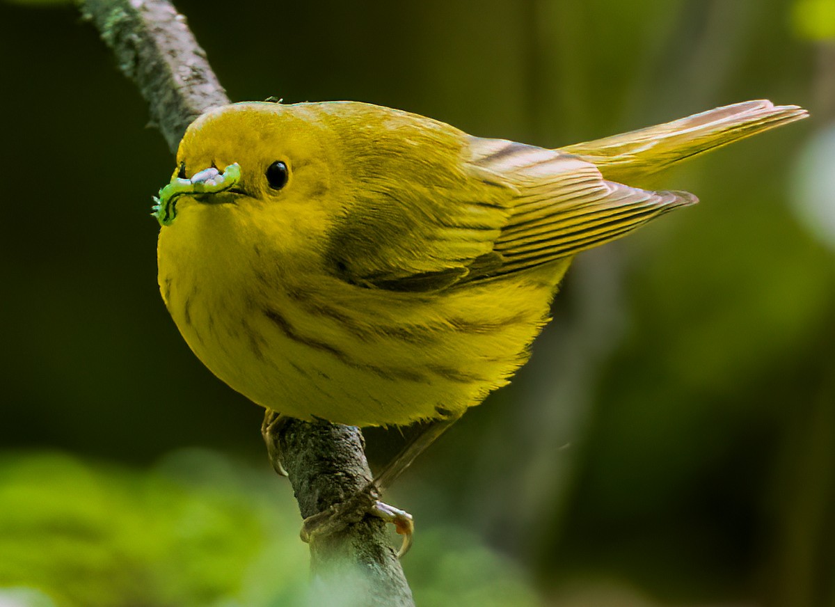 Northern Yellow Warbler - ML637393971
