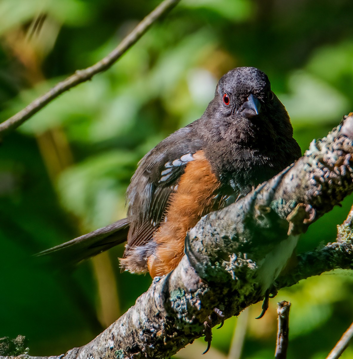 Spotted Towhee - ML637393979