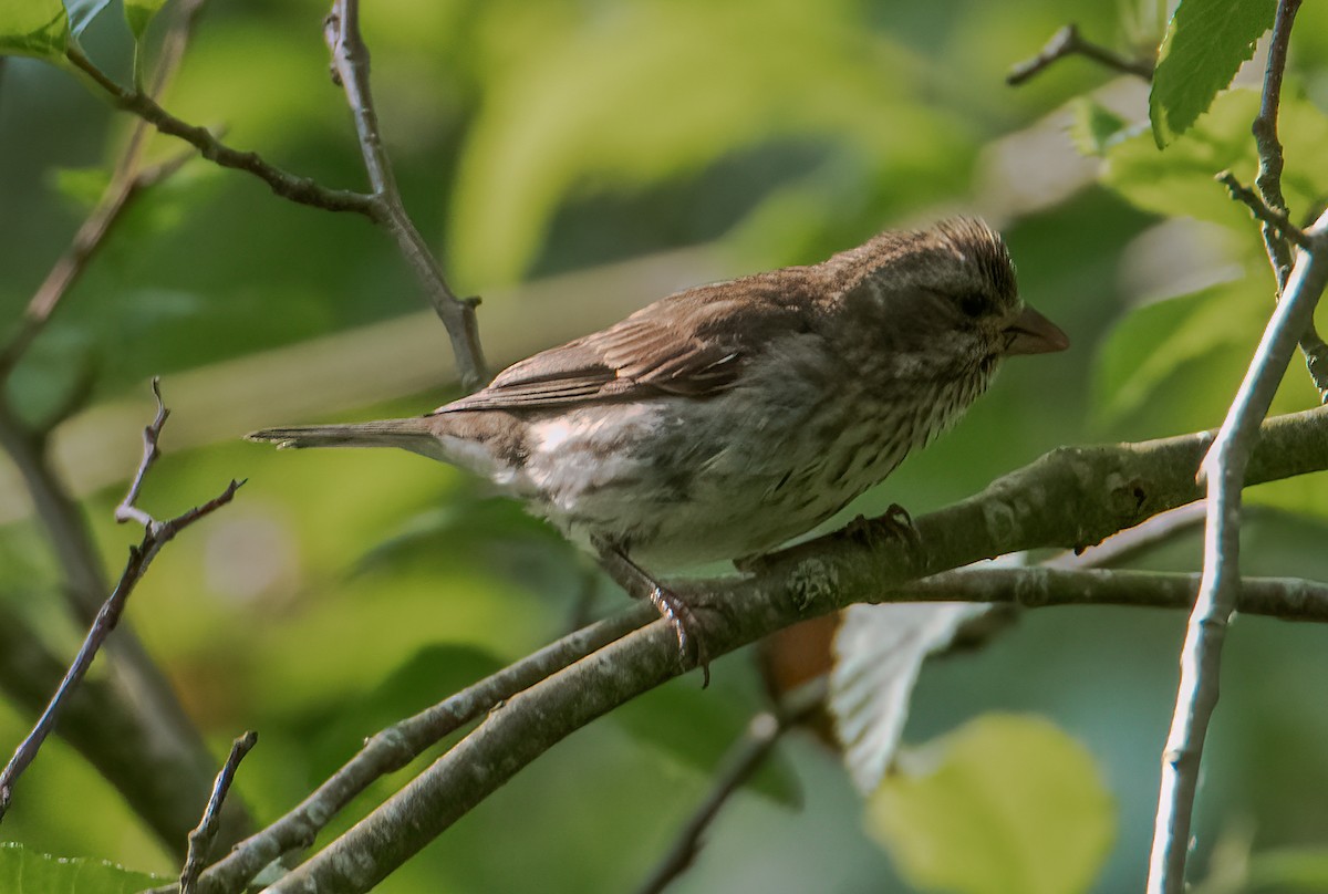 Purple Finch - ML637394011