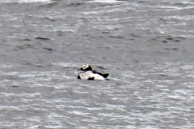 Long-tailed Duck - ML637394012