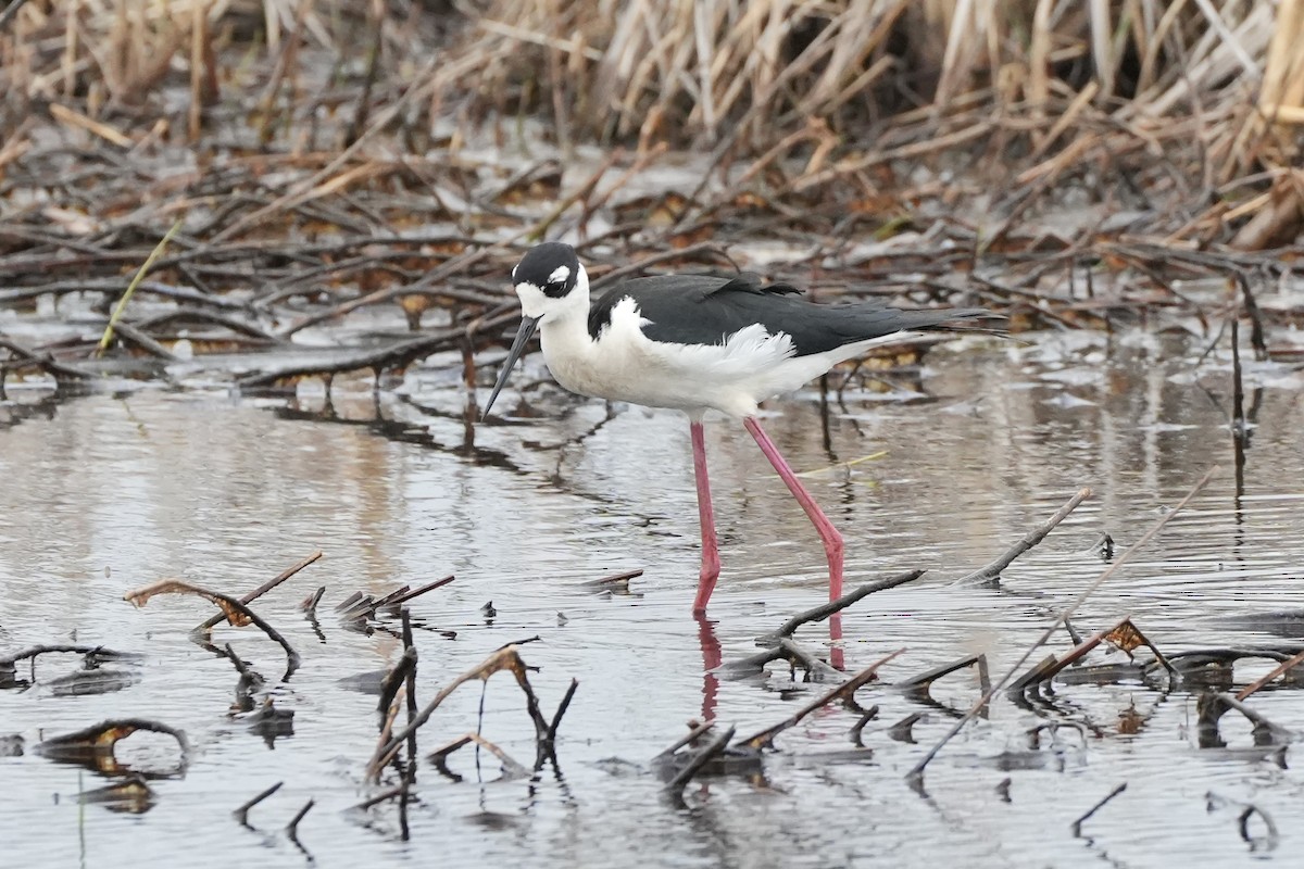 Black-necked Stilt - ML637394046