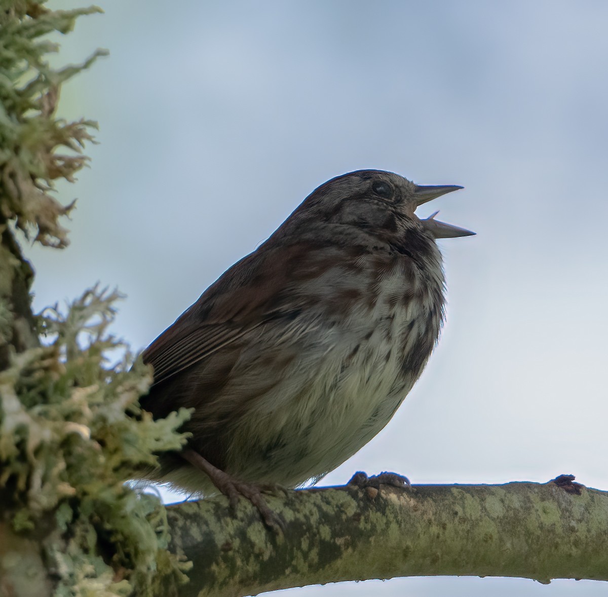 Song Sparrow - ML637394068