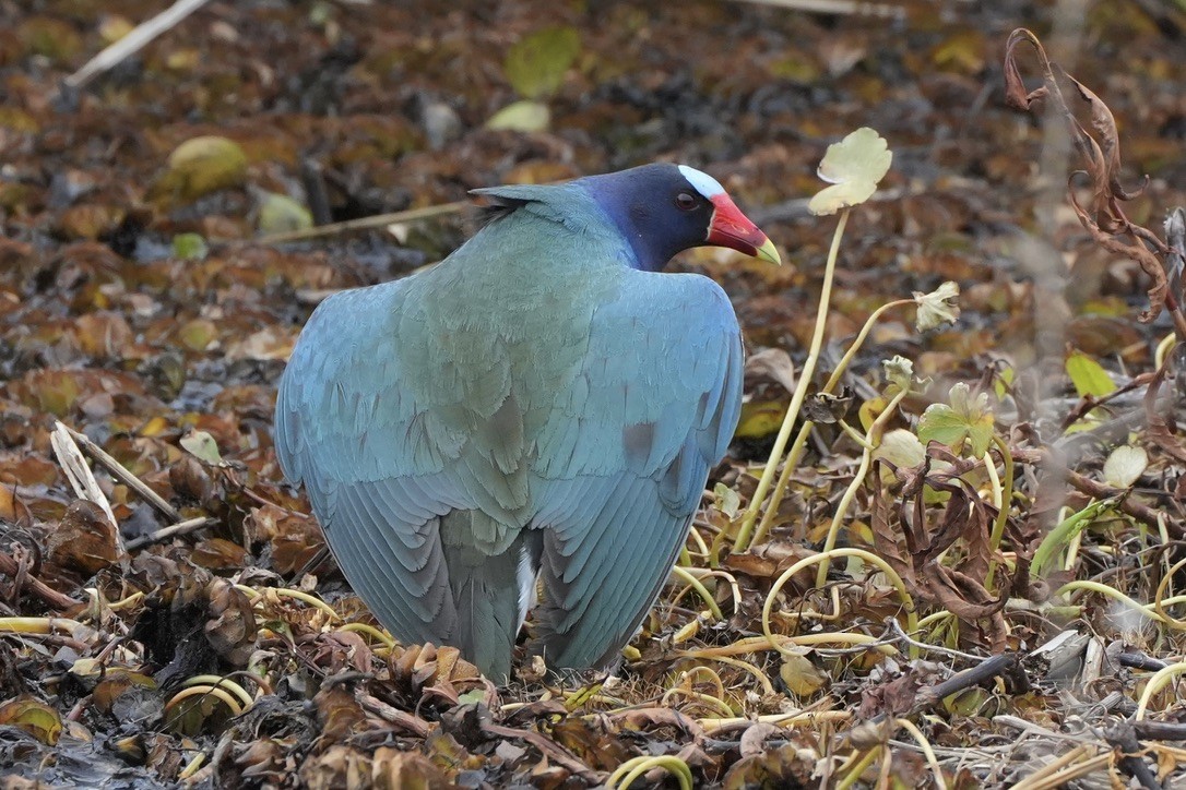 Purple Gallinule - ML637394071
