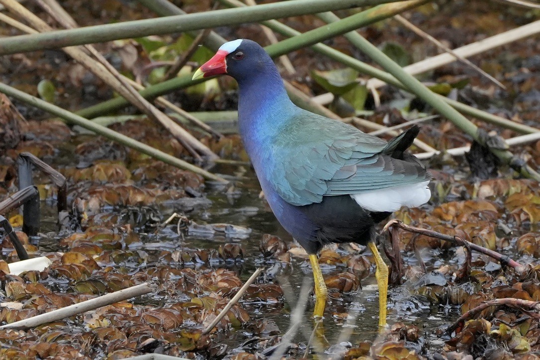 Purple Gallinule - ML637394072