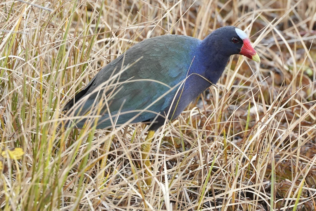 Purple Gallinule - ML637394073