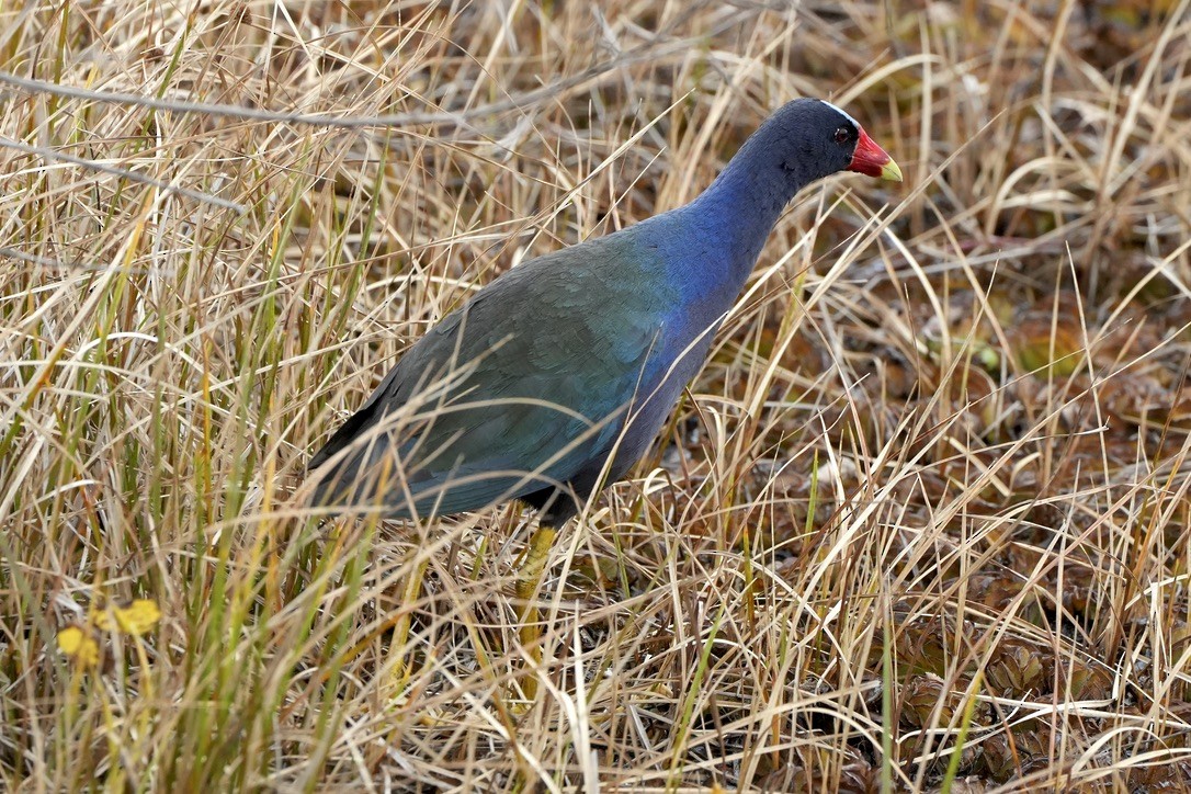 Purple Gallinule - ML637394074