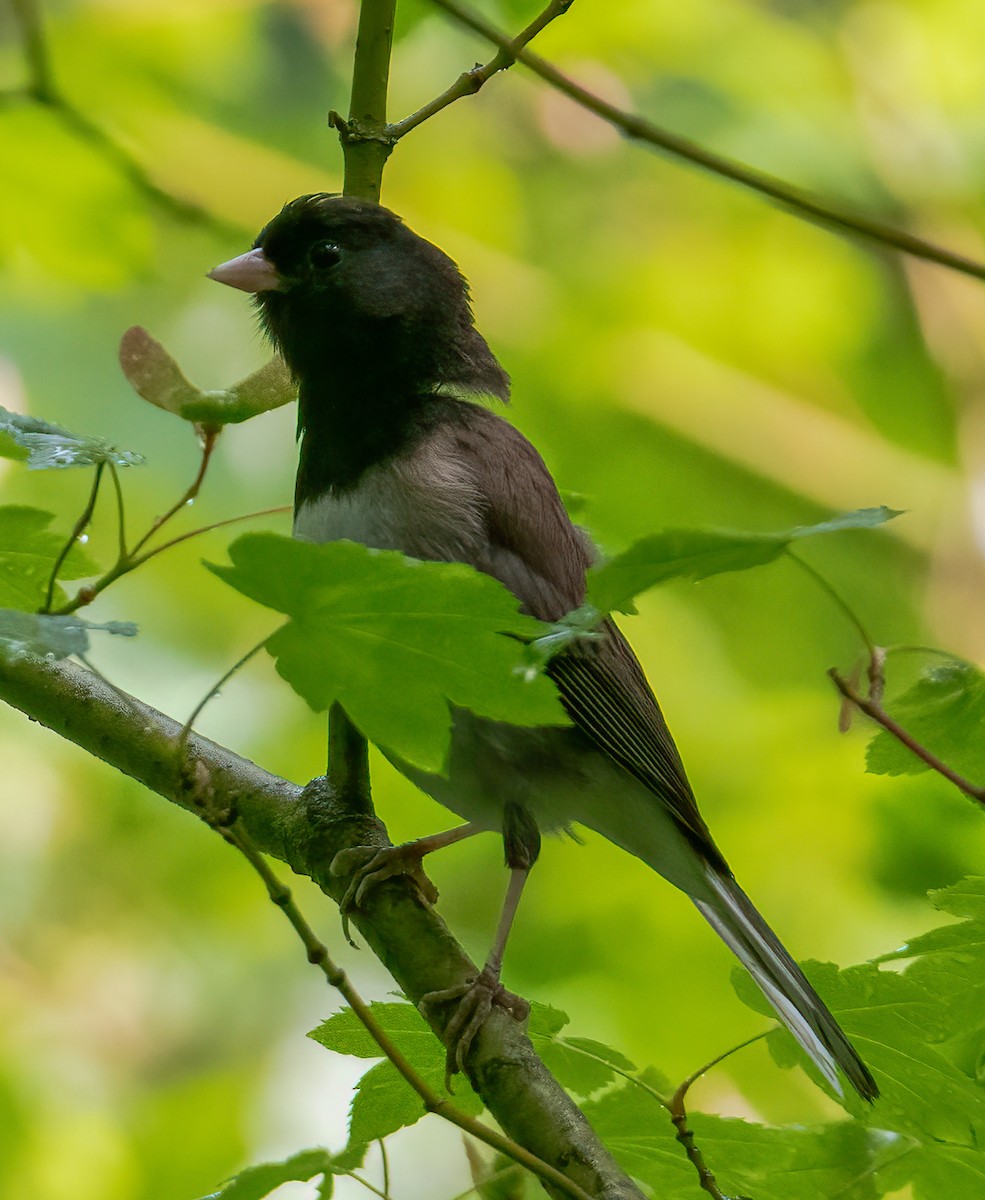 Dark-eyed Junco - ML637394097