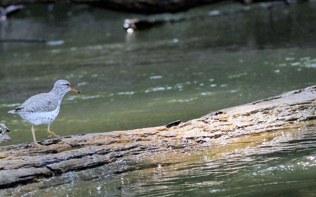 ביצנית נקודה - ML637394106