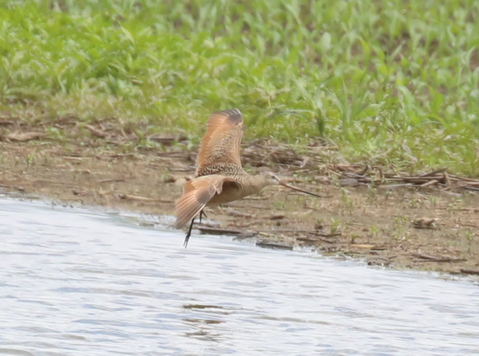 Marbled Godwit - ML637394108