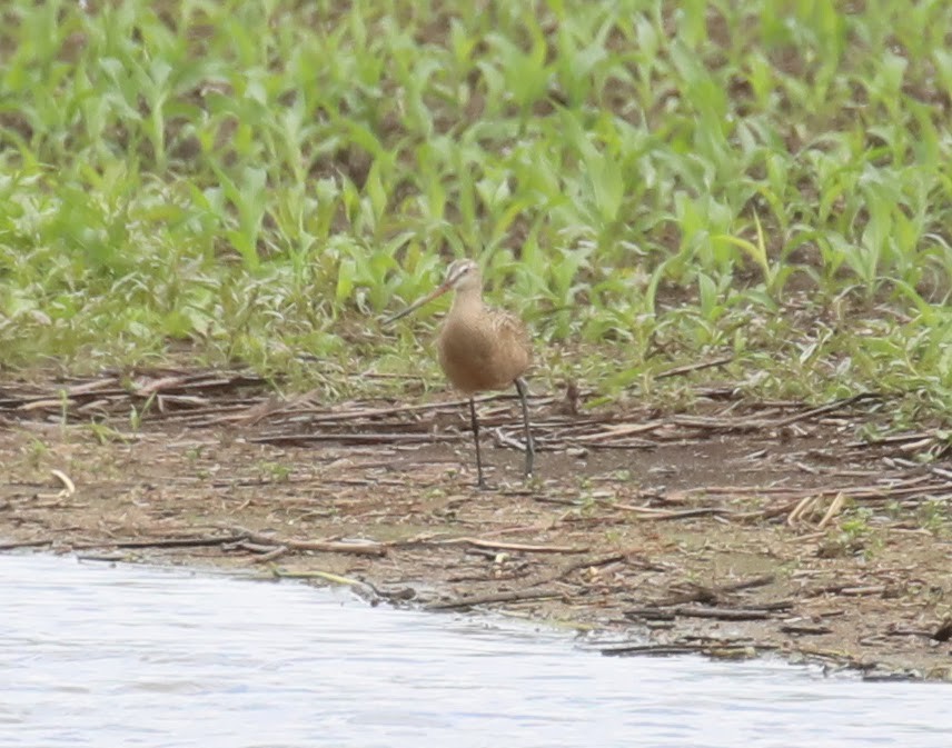 Marbled Godwit - ML637394109
