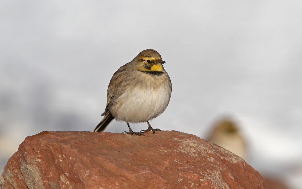 Horned Lark (Atlas) - ML63739411