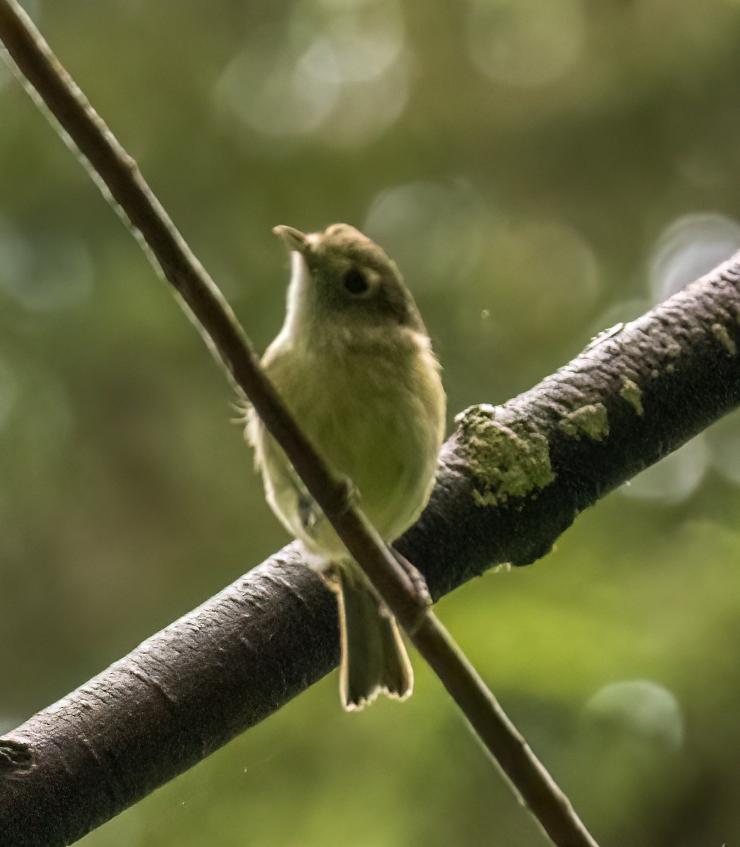 Western Flycatcher - ML637394112