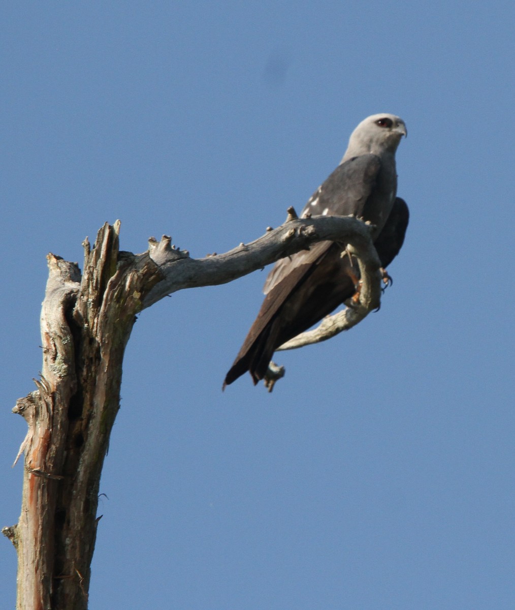 Mississippi Kite - ML637394116