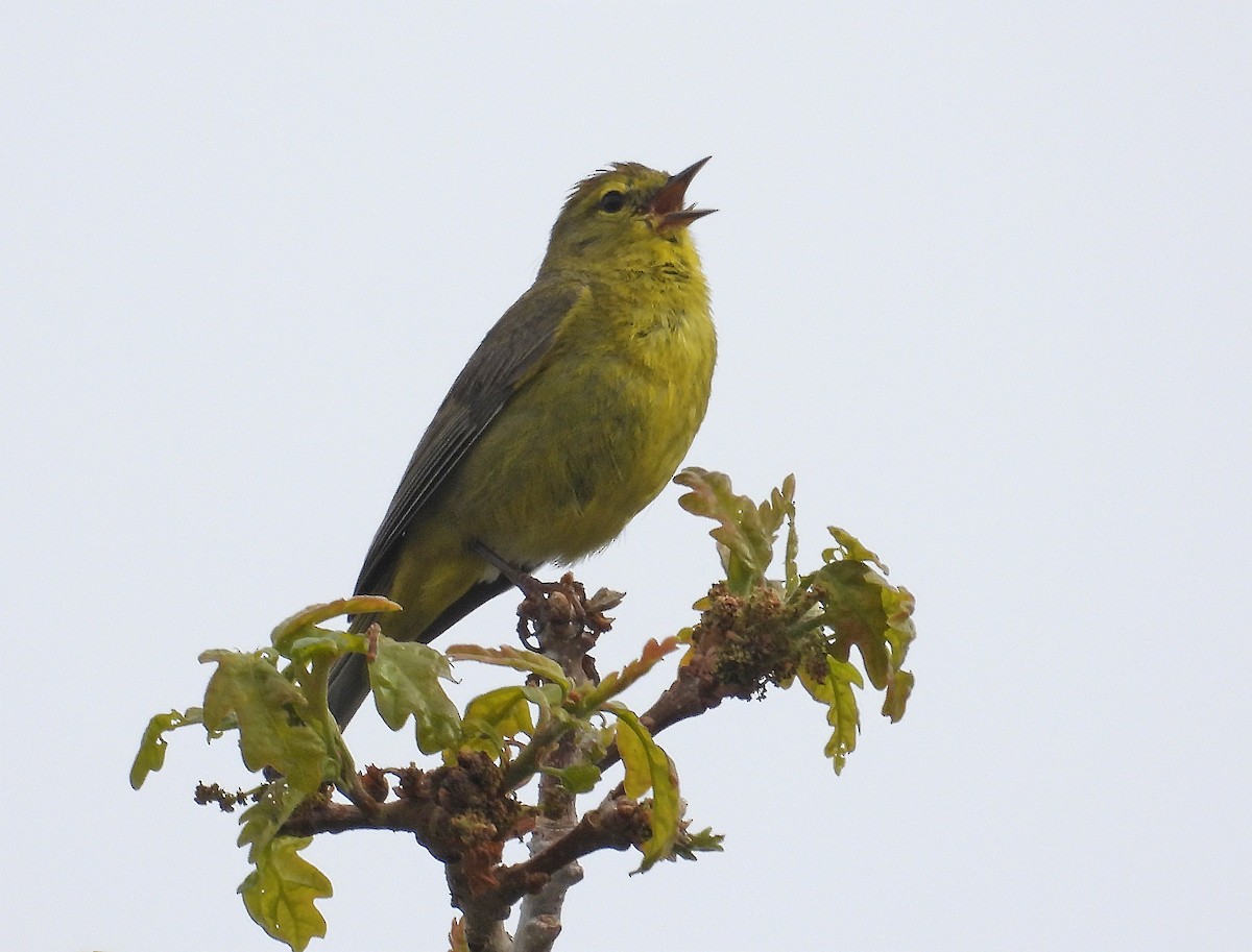 Orange-crowned Warbler - ML637394118