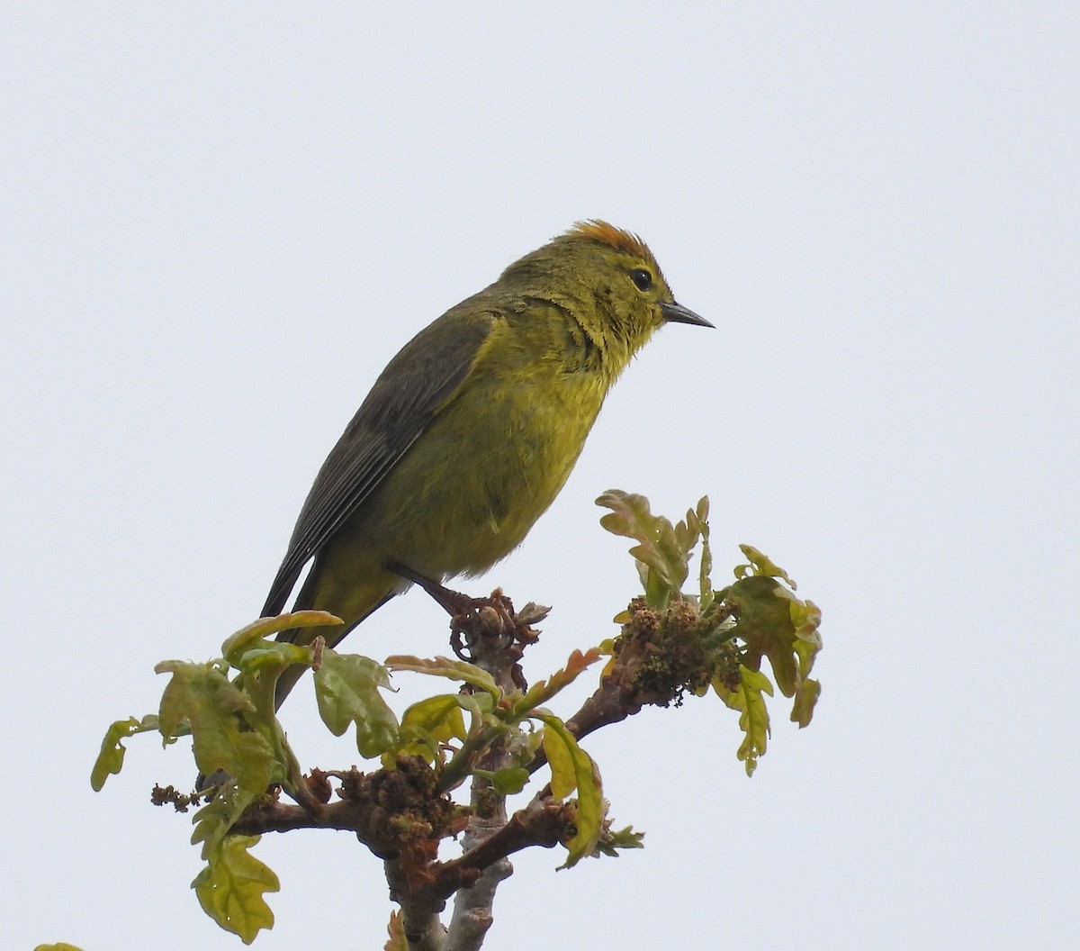 Orange-crowned Warbler - ML637394119