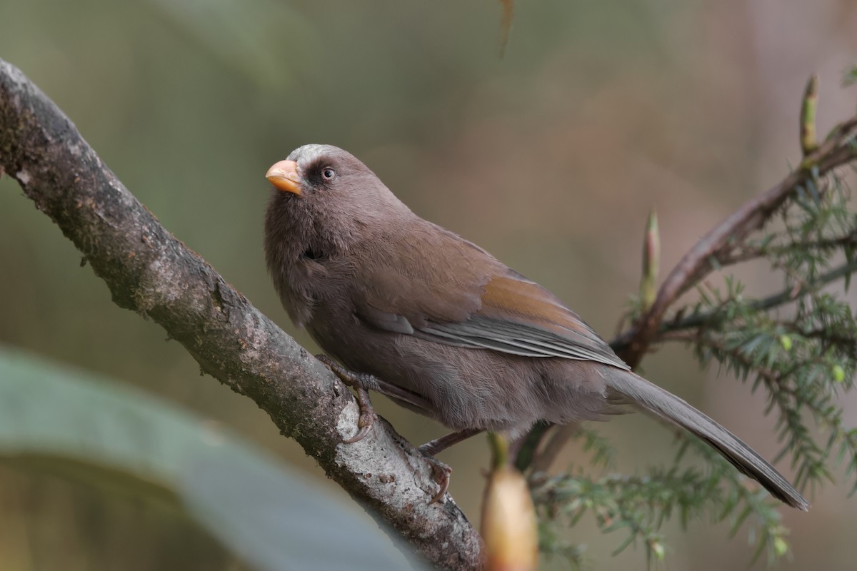 Great Parrotbill - ML637394168