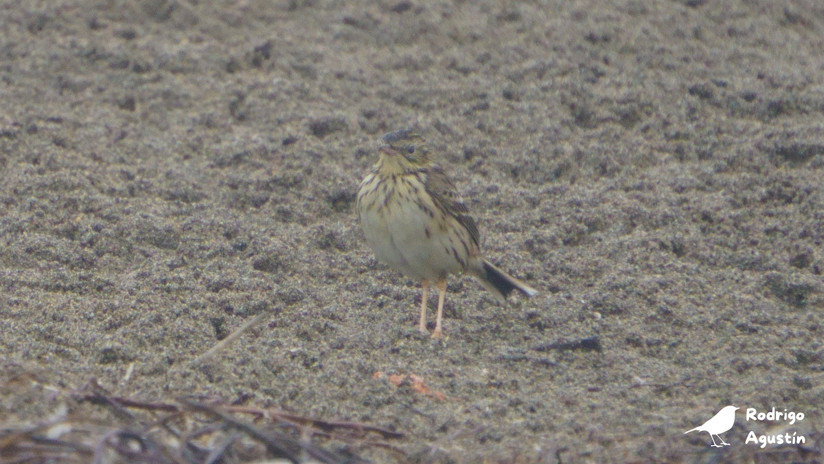 Peruvian Pipit - ML637394176
